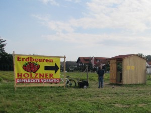 Erdbeerfeld Mainburg von Erdbeeren Holzner - Erdbeeren selbst pflücken bei Erdbeeren Holzner in Mainburg