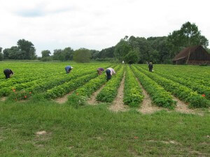 Erdbeeren Holzner - Erdbeerfeld Moosburg