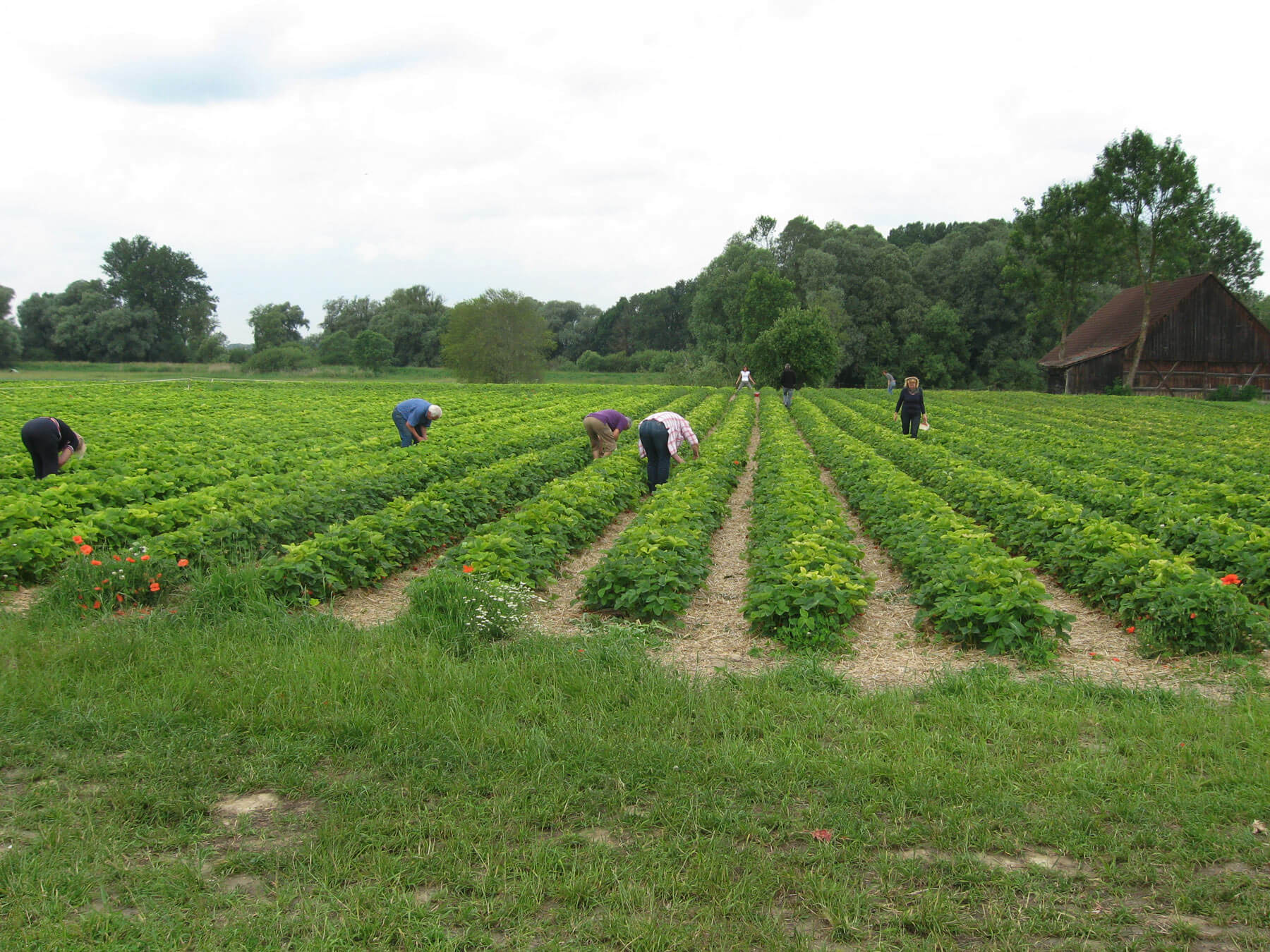 Erdbeerfeld Mossburg von Erdbeeren Holzner - Erdbeeren selbst pflücken bei Erdbeeren Holzner in Moosburg