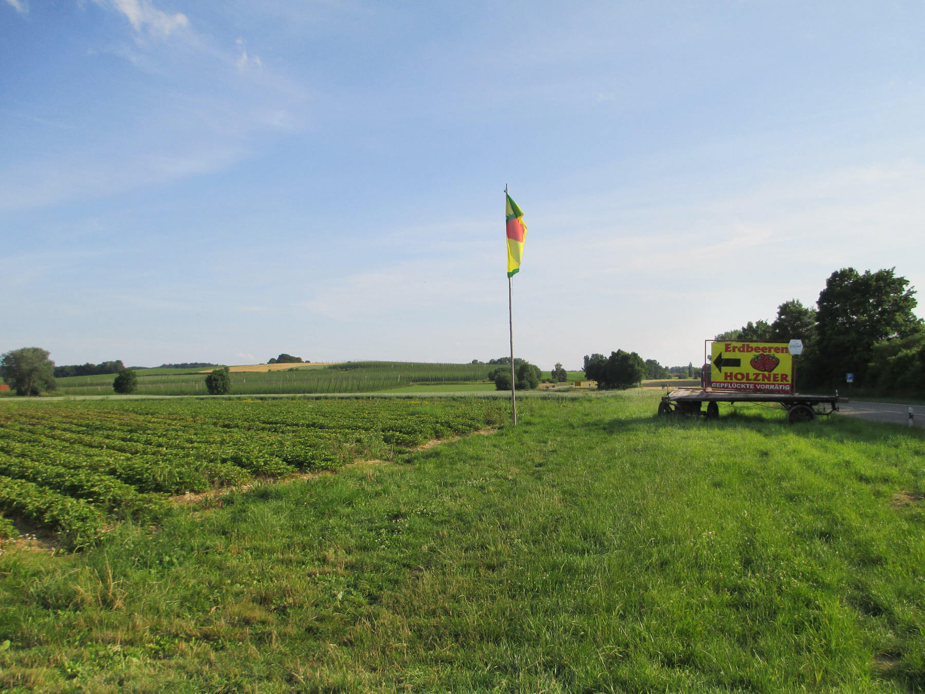 Erdbeerfeld Walkersbach von Erdbeeren Holzner - Erdbeeren selbst pflücken bei Erdbeeren Holzner in Walkersbach