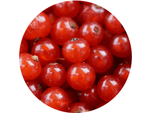 frische regionale Johannisbeeren bei Erdbeeren Holzner selbst pflücken und kaufen