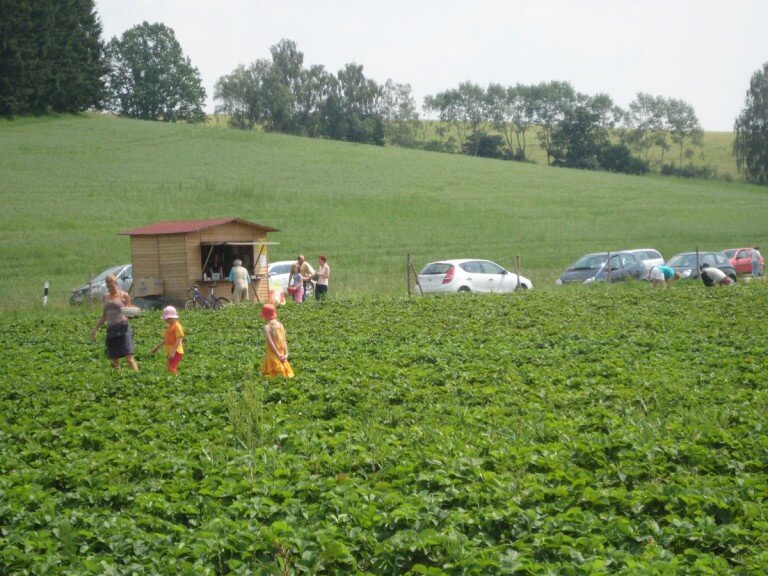 Erdbeeren Holzner - Erdbeerfeld Euernbach-Ansicht 2